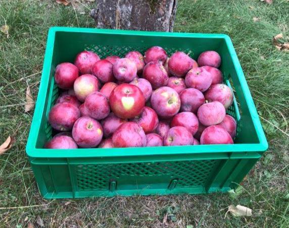 Hochsaison für Obst- und Gemüsekästen