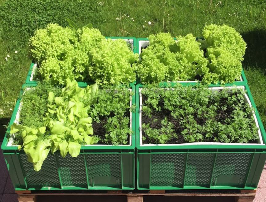 Kistengarten – frisches Gemüse aus der Box
